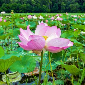 نیلوفرآبی بسته 1 عددی